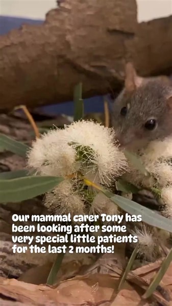Do you remember our four Yellow-footed Antechinus joeys, from last November? They were saved by a lovely local woman, Melissa, after she found them orphaned at her work. They were so weak on arrival - their mother appeared to have been missing for a few days - but our wonderful mammal carer Tony has done a fabulous job with them and they are now healthy, active and able to bulldoze through their leaf litter and paperbark-filled enclosure at great speed, in search of their insect prey. This heart