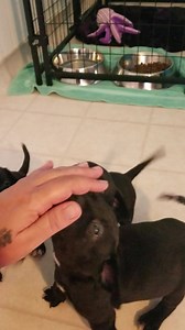 The Black Lab Babies are in full playtime action. At 6 weeks now, BEAUTY, VELVET, BERRY and JACK are tiny piranhas with fur. But they are soooooo cute!!! 2 male and 2 female Black Lab Daddy and Momma was a Blue Pittie. Adoption applications can be completed online at www.phoenixrisingrescue.com Pensacola, FL | Phoenix Rising Rescue