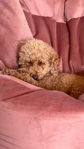 Calienteeeeee queeeen!!!!! Honestly I did not know I could sweat out of my fluffy nips 😮‍💨🫨 this weather has been treating us LOVELYYY! And luckily we live in Cornwall meaning it never gets too hot so as long as there’s a lovely little summer breeze there are still summer days I can enjoy some little adventures! 😌 so we managed to bless Cornish sand with some royalty and I know all of you would be fluffing diiiiiyng for a grain of that blessed sand and will never was their beach flip flops a