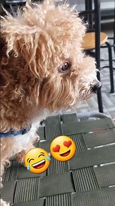 #reelsvideo #puppy #fypyoutube #subscribe #cute #love #likeforlikes