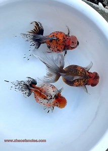 Colorful Zhao’s Crown Pearlscales 🥰🥰🥰 #zhaosfancies #zhaosfanciesgoldfishfarm #crownpearlscale #pearlscale #fancygoldfish #goldfish | Zhao's Fancies Fancy Goldfish Farm