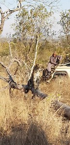 Female leopard Thandi calling for maribye #safari #experience chitwa area | Africa Journey Nature Experience