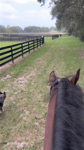 Our Therapeutic Poll Pad epitomizes versatility. It can be worn on bridles and halters, and also positioned on the poll, noseband, chinstrap, browband, or cheeks for optimal benefits. @rcrequestrian | Benefab | Facebook