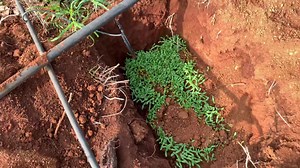 5.7K views · 156 reactions | The Organic Garden and Orchard are Progressing | Radical Farmer - Organic Farm7 | Facebook