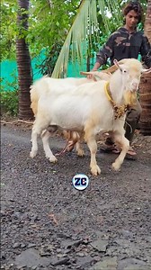 Bakro Ka Mausam😍 #bakraeid #bakraeid2026 #bakraeidspecial #bakra #goats #trending #biggoats