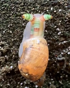 110K views · 693 reactions | This snail is being controlled by a colourful parasite!  | Furry Tails | Facebook
