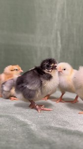The Icelandic are such a unique breed with a ton of benefits for someone looking for a bird that’s well suited to harsh climates and able to forage and thrive in free-range environments! 🐣 These guys are available for purchase on our website! ⬇️ https://greenfirefarms.com/icelandic.html #greenfirefarms #farmingdoneright #farmlife #farm #farming #sustainablefarming #sustainability #chickens #poultry #hatchingeggs #homestead #backyardchickens #backyardpoultry #chickensofinstagram #chickenlife #he
