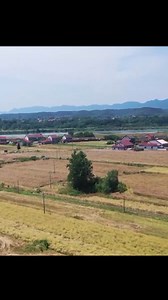 Farmers across China have begun harvesting rapeseed, which has been identified as a priority crop by the government meaning growers and processors are eligible for support to ensure bumper yields this year. #Trending | CCTV
