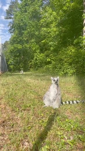 POV: you’re a ring-tailed lemur spending a relaxing afternoon out in the forest 😌 Ring-tailed lemurs Sprite, Lulu, Seagrams, and Schweppes are a small troop who enjoy sunbathing, fresh muscadine grape leaves, birdsong, and long walks through the woods. Mother-daughter pair Sprite and Lulu are in charge, and twin brothers Seagrams and Schweppes defer to the dominant females 🍃 Need help telling them apart? Matriarch Sprite wears a radio collar so that our husbandry staff can track the troop, Lul