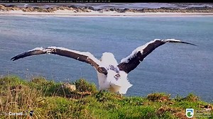 5.1K views · 505 reactions | Ever wonder what a Royal Albatross...