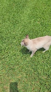 46 reactions · 3 comments | Bandit has made progress. Between the appetite stimulant, Tylosin, and subQ fluids, we think she is doing much better. | Yogie and Friends FIV Positive Cat Sanctuary | Facebook