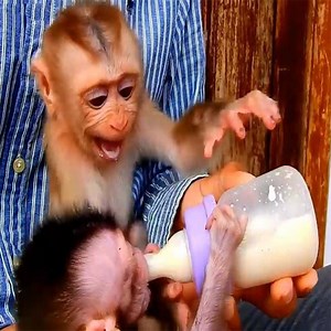 66K views · 1.1K reactions | The big monkey cries and steals milk bottle from baby one :(   | Monkey Story | Facebook