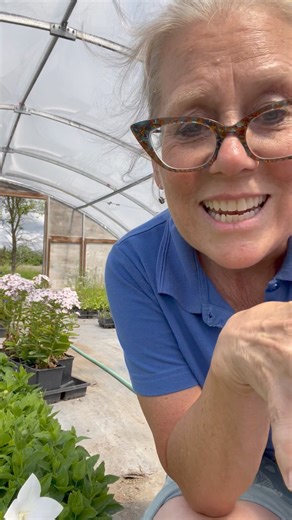 3.8K views · 42 reactions | Tidy cute balloon flowers for your garden #plantballoonflowers | St. Mary's Nursery and Garden Centre Ltd. | Facebook