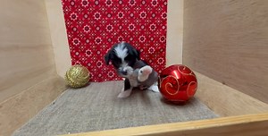 Chinese Crested puppy for sale