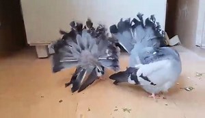 My Blue Modern English Fantail. | Pigeons52