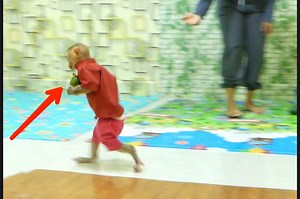 Wow funny monkey Kevin stealing mango run escape Mom calling back | Monkey Kevin