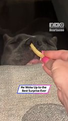 Sleeping XL Bully wakes up to fry—hilarious reaction 😂🍟| Heartsome 💖