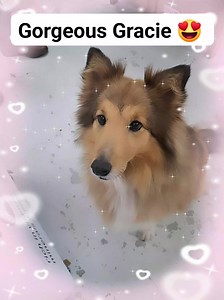 Direct Pets - Berwick Upon Tweed on Reels