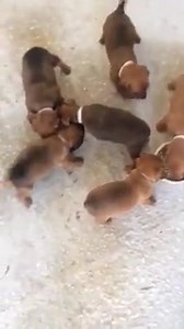 Puppy love 1❤️ | MS Rescue