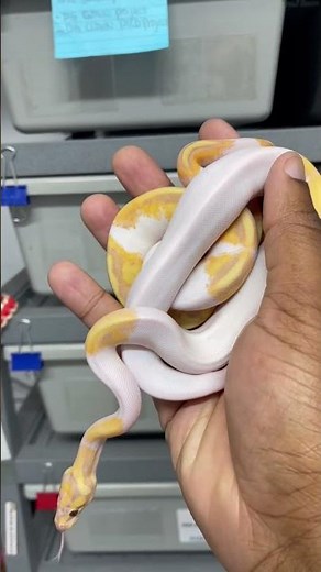 Banana pied ball Python combos