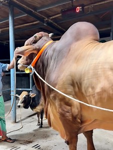 9.2M views · 15K reactions | Biggest Bull and Small Cow | Sadeeq Agro...