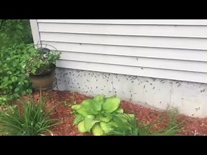 Gypsy Moths