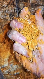 Gold was found in the yellowish soil with a thick root above it 😱 #gold #goldpanning #goldhunter #massivegold | Christopher Santing