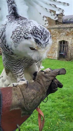 SNOWY OWL FLIES TO GLOVE (IN TRAINING!)