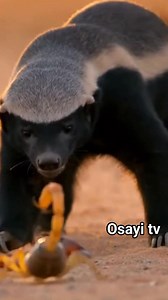 17 reactions | Honey badger aggressively pawing and biting a giant desert scorpion. Scorpion raises stinger repeatedly. Intense macro-style realism. #animals #wildlife | Toiletboy1 fans page | Facebook