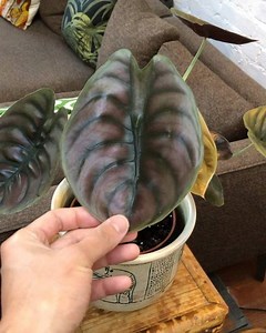 The Alocasia Cuprea ‘Red Secret’ has been the most asked-about plant in the past three months.. (There should be a iTunes chart or billboard hot 100 for houseplants 😂) I got mine at the beginning of the year. No problems so far. The metallic shine fades as the leaf ages. The first leaf in the video has lost half the shine. The leaf behind it with the weird colour is a new leaf and will mature soon. The little leaf in the back still has the full shine 💜 . . . . #plantsmakepeoplehappy #plantsmak