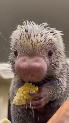 Sound up to hear Rico munching on corn 🌽! | Cincinnati Zoo & Botanical Garden