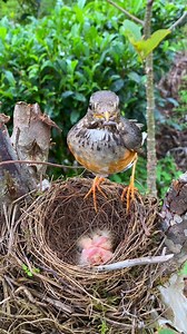 27K views · 1.1K reactions | Black-breasted Thrush (黑胸鸫,Turdus dissimilis) couple feeds the young. Handsome small thrush. Male has a black head, gray back, and orange belly. ❤鸟类实拍者 ❤❤❤ #Wildlife #birds #travel #Nature #Peace #China #beauty #beautiful #love | Lin hillside | Facebook