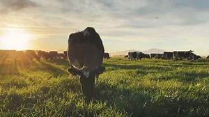 Together We Grow NZ initiative launched