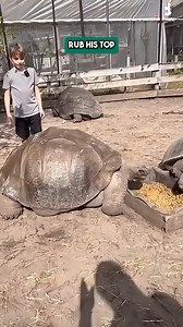 4.6K views · 157 reactions | What happens when you rub a tortoise shell? | Florida Iguana and Tortoise Breeders | Facebook