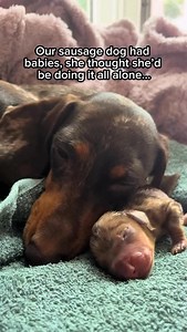 2.8M views · 535K reactions | The dad that stepped up 凉❤️ #xlbully #americanbully #bullylife #cute #dogsofinstagram #dogs #xlamericanbully | Gunner the Stunner | Facebook