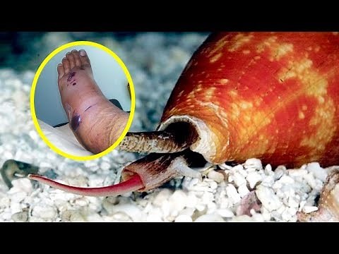 The Most VENOMOUS ANIMALS In Australia