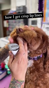 How do you get crisp lip lines? 樂 The #WahlAnimal Vetiva Mini efficiently cleans underneath the lip, spending less time scissoring after. Explore the Vetiva: https://tr.ee/Wmz4pCC5dO. The mini trimmer allows you to comfortably trim those small, hard to reach areas. ✨ : @anneli.groomingyinz | Wahl Animal USA | Facebook