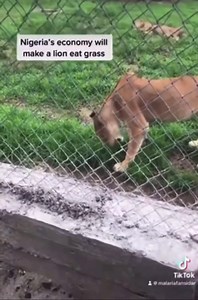 14K views · 363 reactions | Lion spotted at Nigerian zoo feeding on grass.藍藍藍藍藍藍藍藍藍藍藍藍藍藍藍藍藍藍藍藍藍藍藍藍藍 | Gistloversgram | Facebook