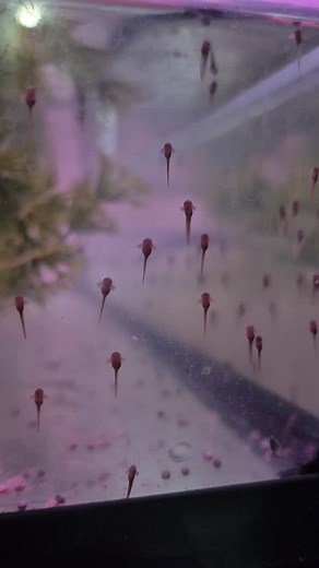 Last Saturday at the CRBE, I picked up a beautiful high yield snowflake adult female whites tree frog. She was very healthy and very plump upon inspection. A couple of days later, I noticed she was carrying eggs, and here we are. I paired up a male with a history of great snowflake genetics in his offspring. I normally wouldn't have put a newly aquired frog into the rain chamber. She was carrying a heavy load of eggs . Being a big, healthy female, i definitely could not resist. Im happy to repor