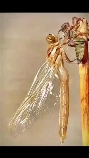 14K views · 165 reactions | Look deep into nature and you will understand everything better"- Albert Einstein #savetheplanet #savenature | Netzfrauen | Facebook