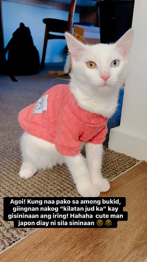 #Pamahiin #keepingcatswarm | Anne Ty