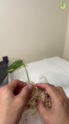 2.9K views · 50 reactions | Monstera Adansonii Variegated in CLAY PEBBLES #monstera #gardening #plants #variegatedplants | The Green Earth | Facebook
