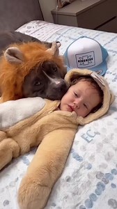 2.3K views · 258 reactions | Il leone mino si è addormentato....女女藍❤️ #dog #fyp #doglovers #puppy #baby #bullyuk #fypage #viral #foryou #reels #cutedog #bully #fundog #MASSIeMINO #americanbully #fypシ #doggo #babygirl #funny | G00D View | Facebook