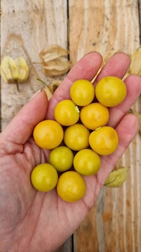 2.9K views · 31 reactions | Further south, Cape Gooseberry (Physalis...