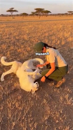 Rare albino cheetahs are a miracle to see, but to have them be this playful? My heart is full. This is completely unedited, straight from my phone. Turn the sound up to hear the purring! ​#Wildlife #Cheetah #RareAnimals #NatureIsBeautiful #Heartwarming | MasonA