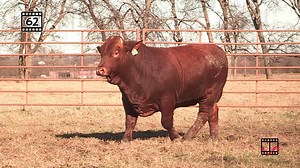 2.2K views · 195 reactions | Lot 62 hails from Cherry Glen Ranch and will be an excellent addition to a herd. Don't miss your chance to get Lot 62 or any of our other lots on March 18 in the Texoma Beefmaster Bull Sale happening in McAlester, OK. Watch the videos for every lot at beefmasterbullsale.com! | Beefmaster Bull Sale | Facebook
