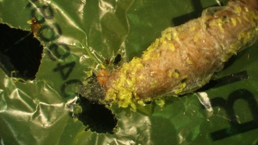 Plastic-Eating Worms May Cut Pollution