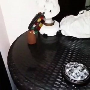 Rescue of a Lycodon capucinus has been done by Nurani Lycodon capucinus Wolf snake Ular genteng Balireptilerescue | Bali Reptile Rescue