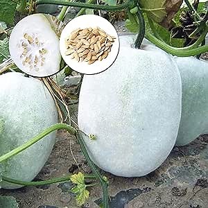 CHUXAY GARDEN Wax Gourd Seed 50 Seeds Ash Gourd AKA Winter Melon Edible Vegetable Great for Cooking Low-Maintenance