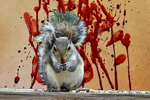 A Bloodthirsty Squirrel Is Terrorizing a Brooklyn Park